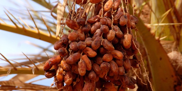  Kébili : Hausse de la production des dattes biologiques