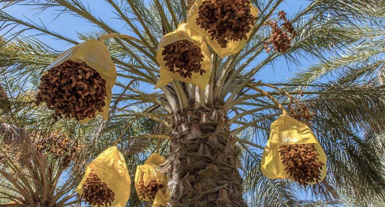 Dattes : Hausse de 33,5% des exportations à plus de 40 millions de dinars au 23/10