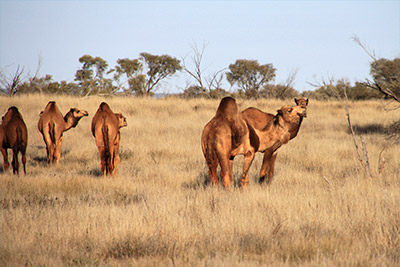 10 000 chameaux tués par balle en Australie