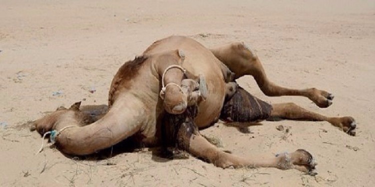  Qatar : des centaines de dromadaires périssent sur les frontières avec l’Arabie Saoudite