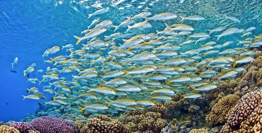 Une stratégie de « transformation bleue » pour améliorer les systèmes alimentaires marins