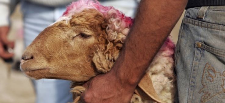 Egorger et découper un mouton « coûte les yeux de la tête » !