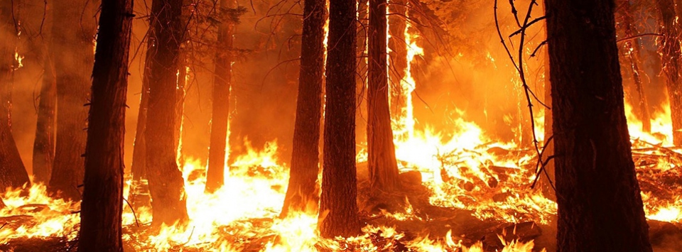 Nabeul : Un gigantesque incendie ravage quatre hectares de forêt à Borj Kélibia