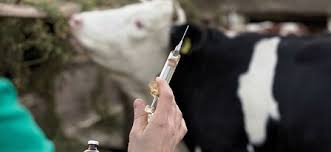 Tunisie: Détection de six foyers de fièvre aphteuse 