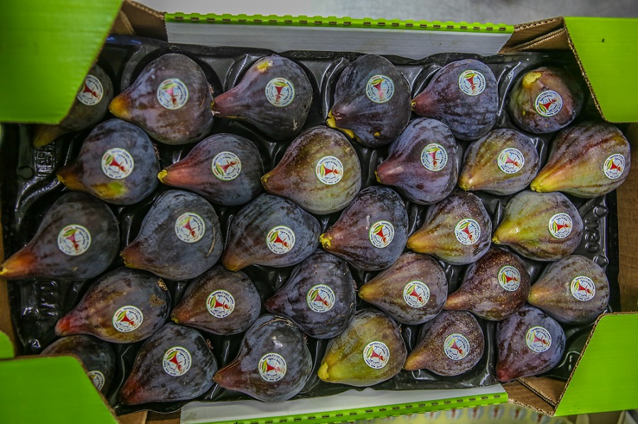 L’appellation d’origine contrôlée « Figue de Djebba » obtient la protection internationale