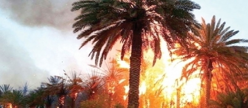 Tozeur: Une soixantaine de palmiers ravagés par le feu