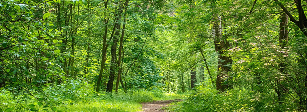 FAO : Il faut repenser la gestion des forêts et des systèmes alimentaires qui en dépendent