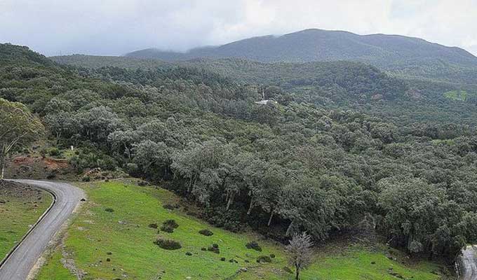 Tunisie: Le FTDES appelle à une refonte du Code forestier pour une gestion durable des forêts