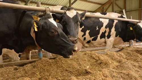 Baisse des prix de fourrages composés destinés aux vaches laitières