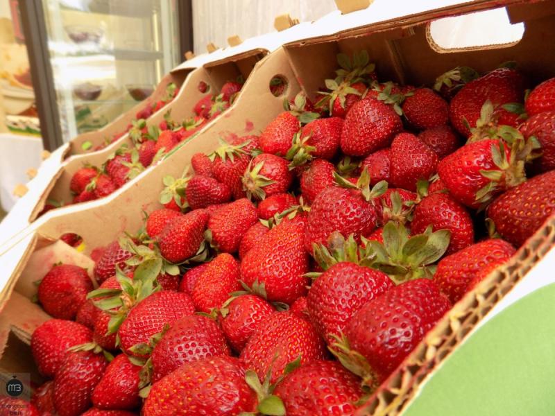 Korba : Démarrage de la récolte de fraise évaluée à 23 mille tonnes (CRDA)