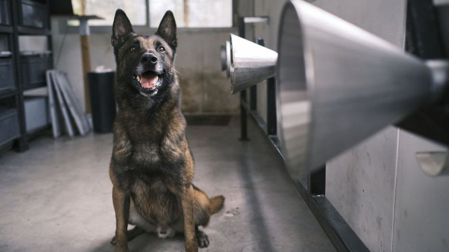 Le premier chien "renifleur de Covid" en maison de retraite