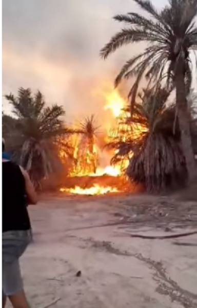 Gabès: 400 palmiers ravagés par un incendie