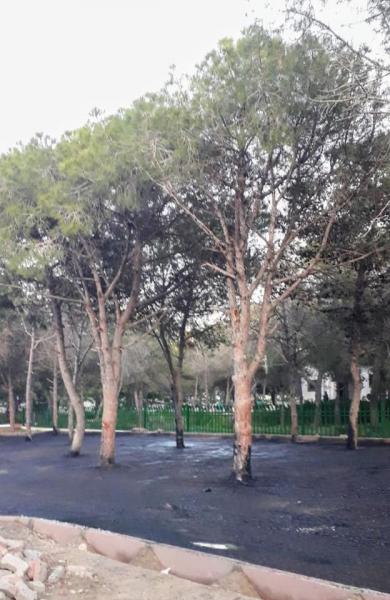La municipalité de Gammarth goudronne les arbres ?!