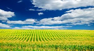 Première dans le monde arabo-africain : Application web mobile pour l'irrigation des grandes cultures