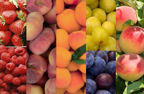 Les exportations tunisiennes de fruits ont rapporté près de 111 MDT en 2019