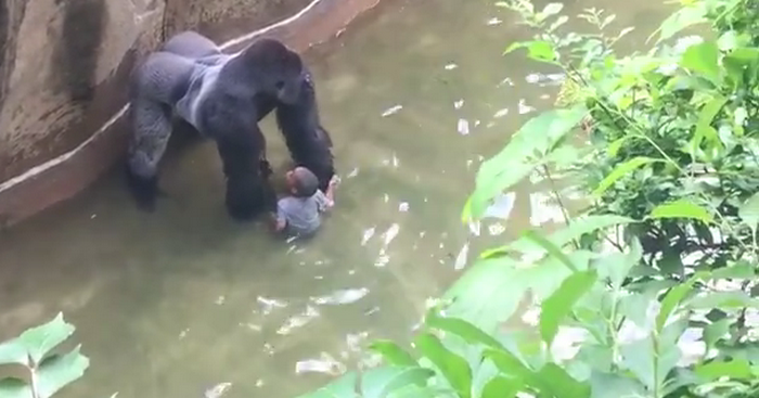 Un petit garçon tombe dans l'enclos d'un gorille: Une scène qui fait froid dans le dos (Vidéo)