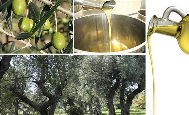 1,685 milliard de dinars d’exportations d’huile d’olive jusqu’à fin juin