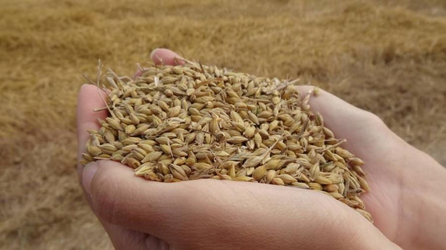 Tunisie : Importation d’un blé cancérigène ?!