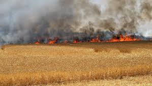 Siliana : Un pyromane serait derrière l’incendie d’un champ de blé