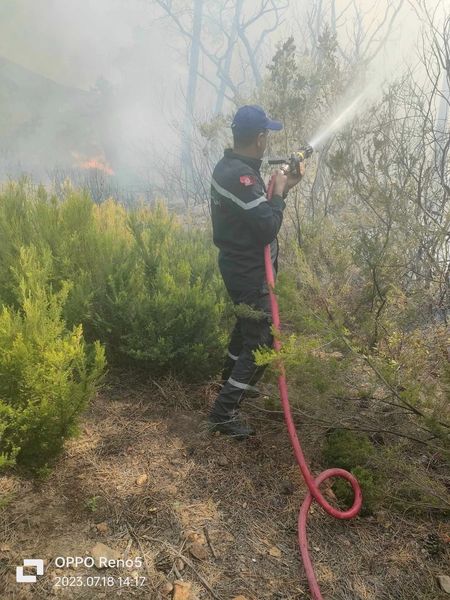 Incendie de la forêt de Malloula: De grands renforts sur place pour éteindre le feu