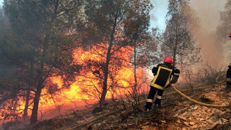 Bizerte: 4 hectares d’acacias et de pins ravagés par le feu 