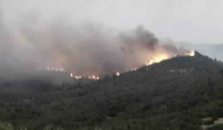 Tunisie : 274 incendies et plus de 9 mille ha de forêts brûlés en moins d'une année