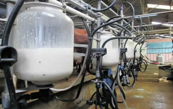 La chambre syndicale des industries du lait menace d’arrêter la collecte et la transformation du lait