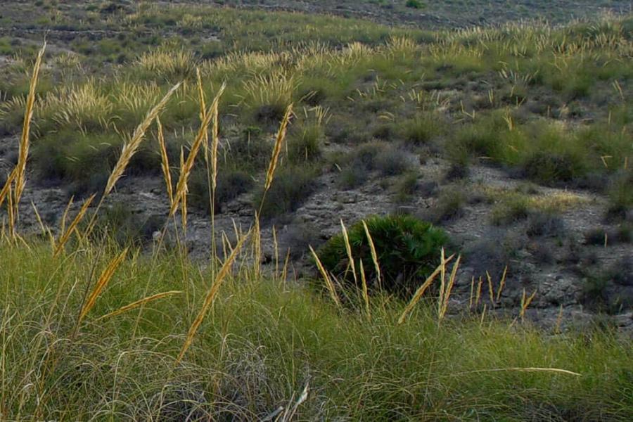 La récolte d'alfa devrait atteindre les 30 mille tonnes cette saison