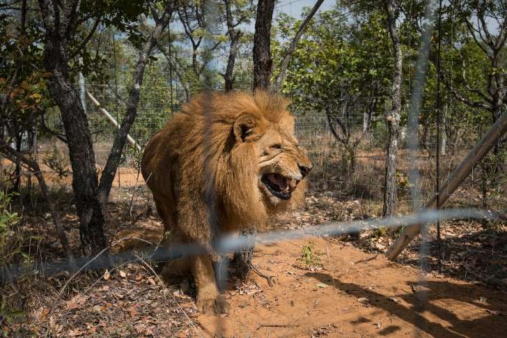 Afrique du Sud : Des lions dévorent un chasseur venu les braconner