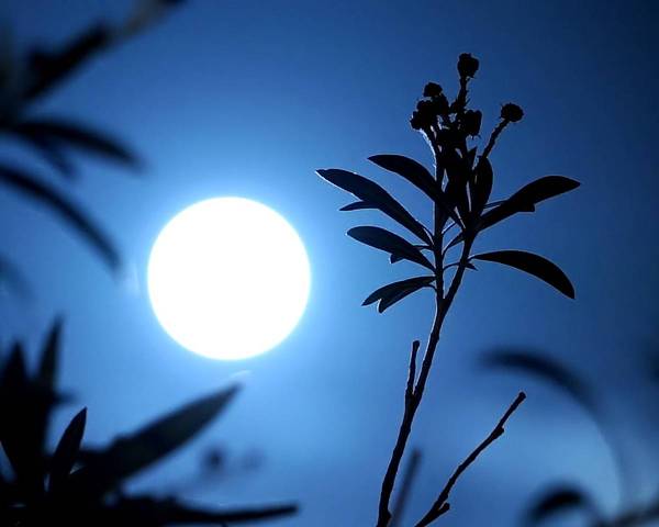L'Australie veut faire pousser des plantes sur la lune
