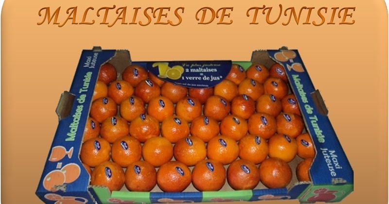 Démarrage de la saison d’exportation des oranges maltaises