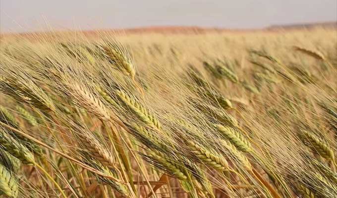 Siliana: Plus de 72 mille ha traités contre les mauvaises herbes
