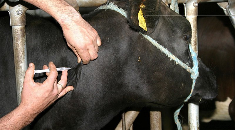 Pénurie de médicaments: La médecine vétérinaire touchée aussi