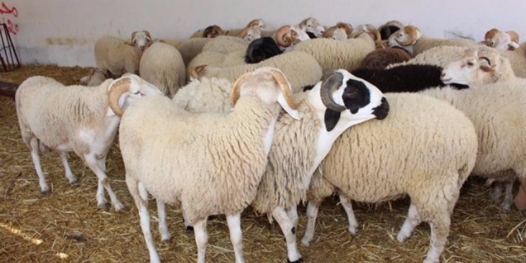 Ellouhoum : point de vente à El Ouardia des moutons de l’Aïd