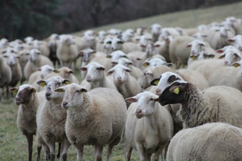 580 moutons de contrebande saisis par la garde nationale à Tataouine