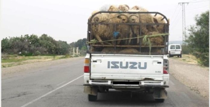 Saisie de 745 moutons de sacrifice destinés à la spéculation