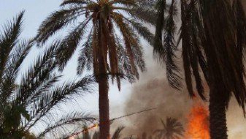 Tozeur : un incendie détruit plus de 200 palmiers