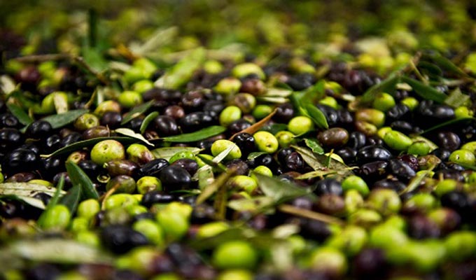 Kairouan : La récolte des olives pourrait atteindre les 170 mille tonnes cette année