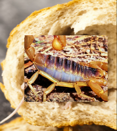 Hallucinant: Quand un scorpion atterrit dans une... baguette de pain !