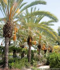 Le palmier-dattier désormais sur la liste du patrimoine culturel de l'Unesco