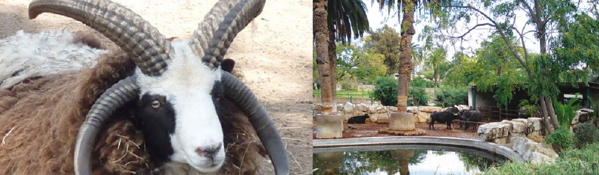 Parc du Belvédère  : Vol de 8 moutons à 4 cornes !!  