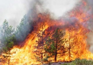 Feux de Forêt à Aïn Draham: Cinq hectares de pin d’Alep dévastés