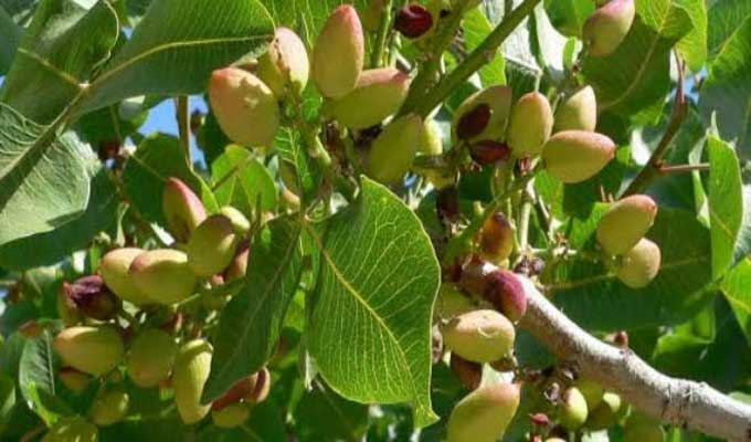 Kasserine : une bonne récolte de pistache estimée à 1100 tonnes