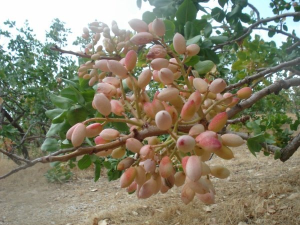 Gafsa : La production des pistaches estimée à 2 mille tonnes, en baisse de 800 tonnes