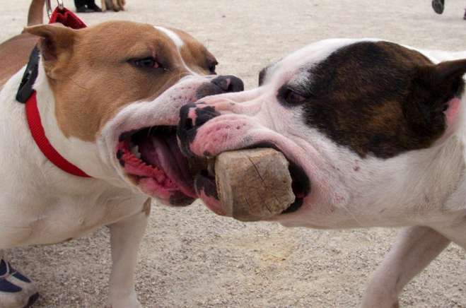 Agression d'un enfant: Mandat de dépôt à l’encontre du propriétaire des 3 pitbulls