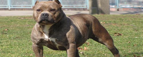 Un garçon de 8 ans attaqué par trois pitbulls affamés