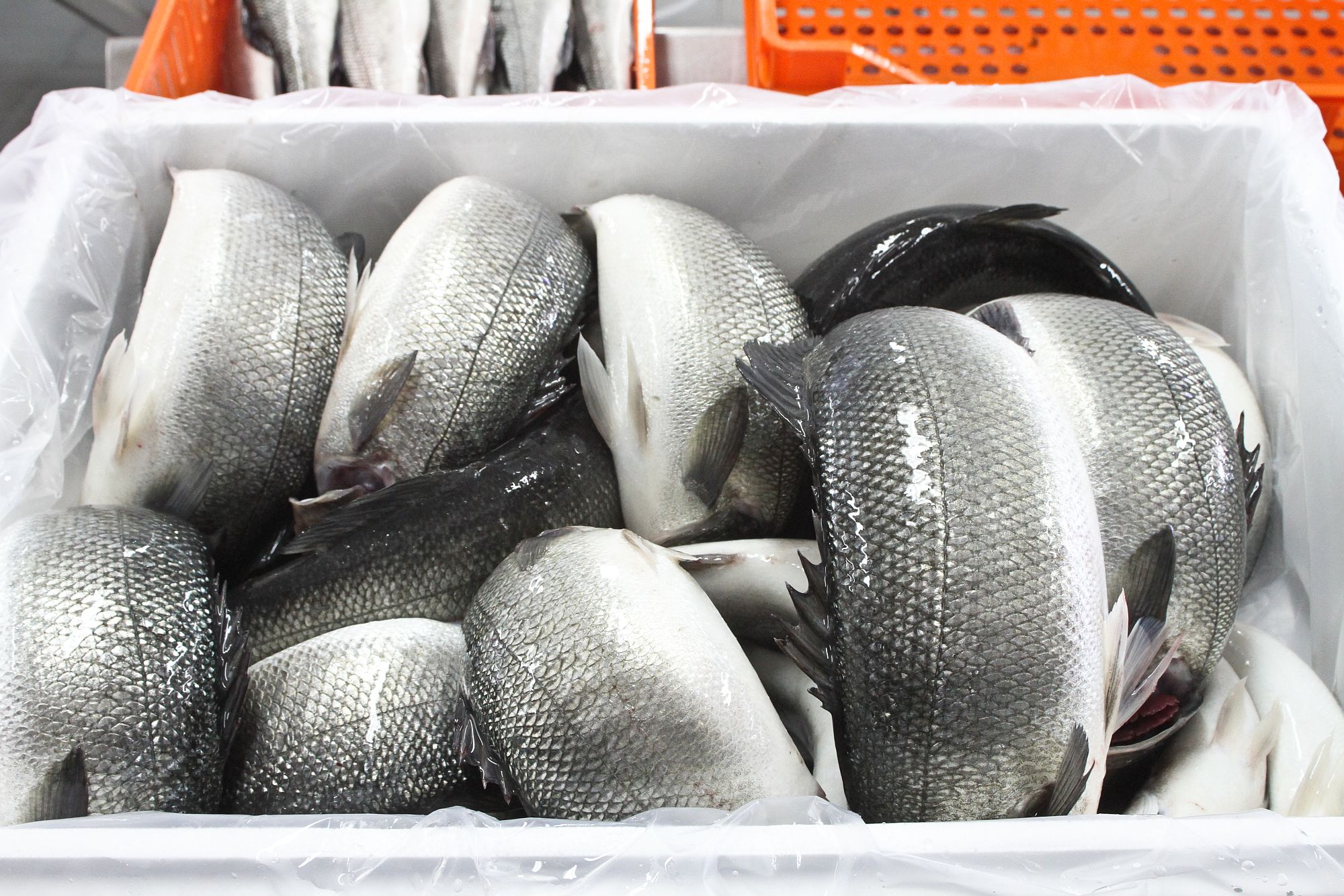 2,4 tonnes de poissons saisies à Monastir