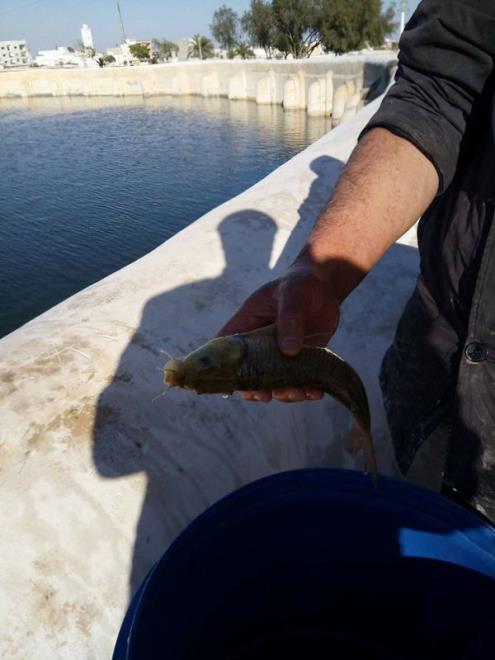 Introduction de poissons dans le Bassin des Aghlabides de Kairouan