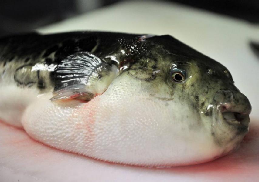 Algérie : poisson toxique et mortel dans une région frontalière avec la Tunisie