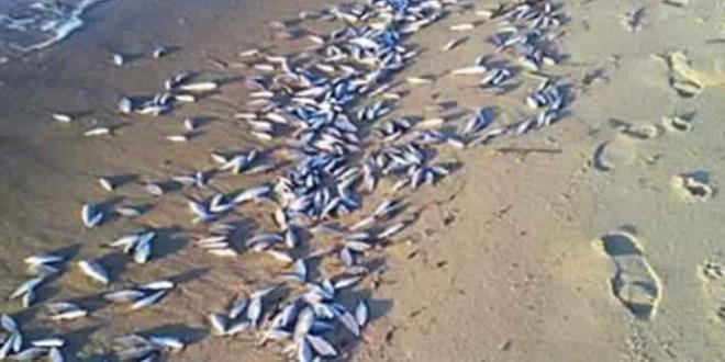 La mort des poissons au Golfe de Gabès due aux algues vénéneuses selon le ministère de l’agriculture